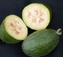 Feijoa Apollo