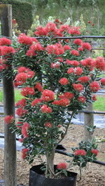 Hardy with profuse flowers at xmas