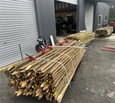 Big trees | Shelter trees | Poplar trees | Willow trees NZ